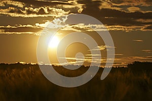 Sunset backlit on a grain wheat or barley field. Amazing sunset, dramatic scenic landscape.