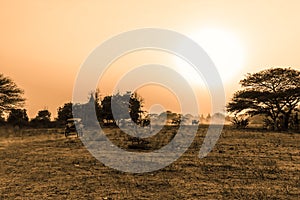 Sunset in Bagan with a horse cart