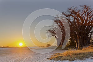 Sunset at Baines Baobab`s