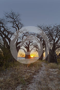 Sunset at Baines Baobab