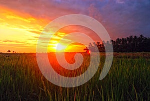 Sunset at BALI rice field & x28;Darmasaba, Bali, Indonesia& x29;