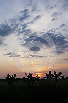 Sunset with the banana trees and rice field 3