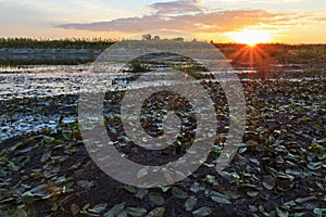 Sunset on the banks of overgrown swamp