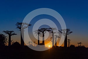 Sunset on baobab trees