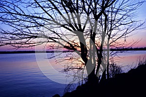 Sunset Bare Branches