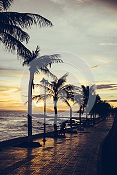 Sunset on the beach. Backlit sunlight illuminates the palm branches.