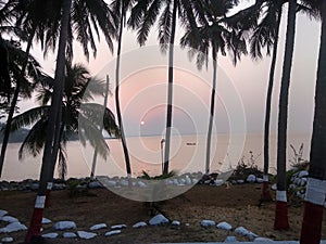 Sunset through coconut palms