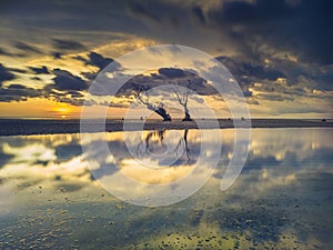 Sunset on the beach with dried tree objects