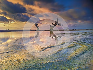 Sunset on the beach with dried tree objects