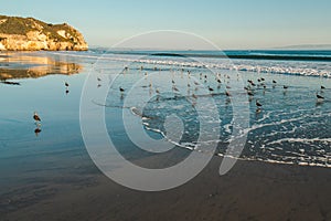 Sunset on the beach and flock of birds. Avila Beach, California