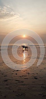 Sunset On Beach with Horse