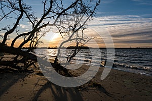 Sunset at a beach near Stralsund with tree laying down in the forground and the seascape in the background