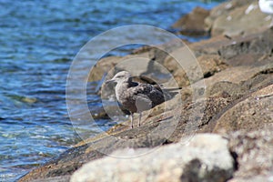 Sunset from the beach over the water