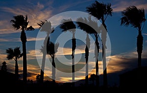 Sunset on beach with palm trees silhouette