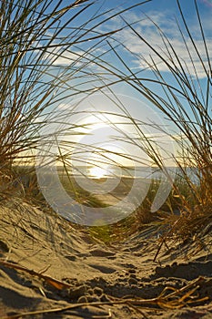 Sunset on the beach with  sand dune a lot of beach  grass