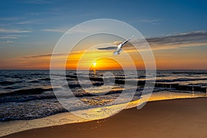 sunset at the beach with seagull