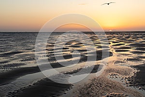 Sunset on the beach with a seagull flying by backlight. Canela Island, Huelva, Andalusia, Spain