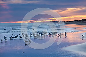 Sunset beach seagulls Outer Banks OBX NC USA