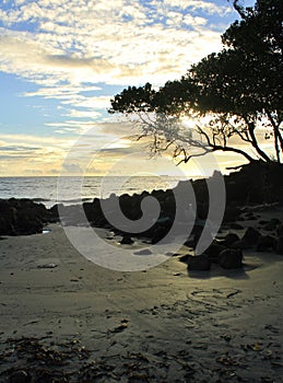 Sunset from beach with silhouette of trees and rocks under golden blue sky