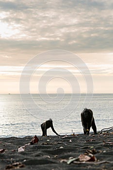 Sunset beach Tangkoko monkeys