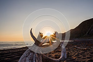 Sunset at the beach of Wellington in New Zealand Nort Island with sun star and dead tree in the forground