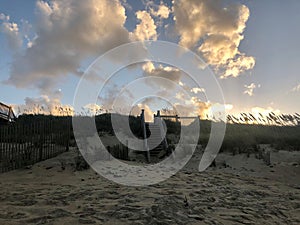 Sunset on the beach with wild reeds in shadow