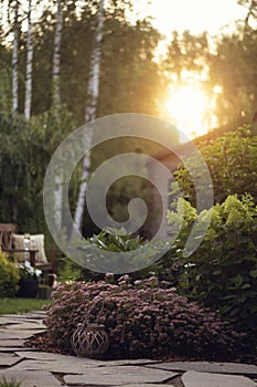 sunset in beautiful cottage garden. Flowerbed with blooming spirea japonica