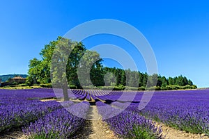 Sunset in a beautiful lavender field with tree and forest in the background