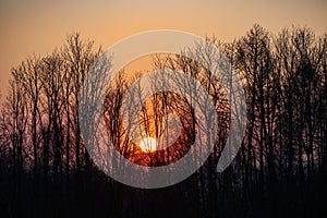 Sunset behind bare winter trees