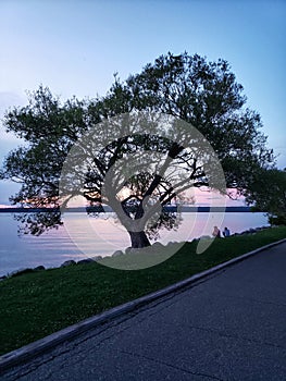 Sunset behind a big tree at Clear Lake, Riding Mountain National Park, Manitoba photo