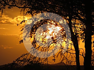 Sunset behind big tree with yellow and cloudy background