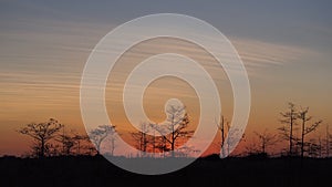 Sunset behind cypress trees in Everglades National Park, Florida.