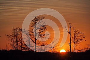 Sunset behind cypress trees in Everglades National Park, Florida.