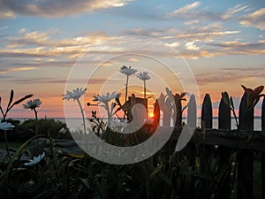 Sunset Behind Daisies and Fence