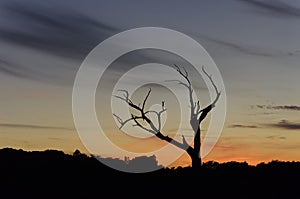 Sunset behind a dead tree