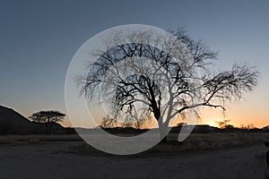 Sunset behind a dry tree in the Erongo mountains in Namibia