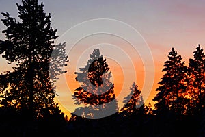 Sunset behind fir trees