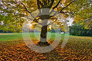 The sunset behind the hornbeam tree near the Castle in Rusovce