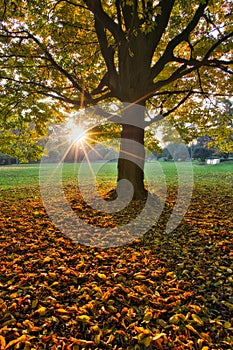 The sunset behind the hornbeam tree near the Castle in Rusovce