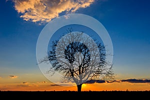 Sunset behind a lonely tree in the agricultural fields