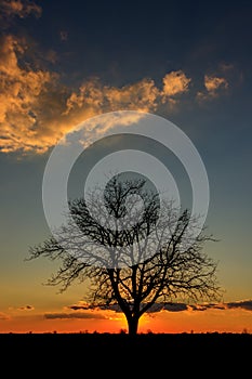Sunset behind a lonely tree in the agricultural fields of Serbia