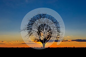 Sunset behind the lonely tree in the endless sea of agricultural plants