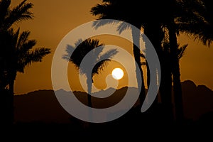 sunset behind the mountain against the background of palm trees in Egypt in Sharm El Sheikh, sunset in the desert