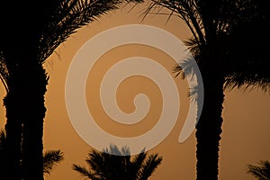 sunset behind the mountain against the background of palm trees in Egypt in Sharm El Sheikh, sunset in the desert