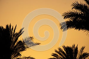 sunset behind the mountain against the background of palm trees in Egypt in Sharm El Sheikh, sunset in the desert