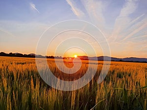 Sunset behind mountains with a green cornfield