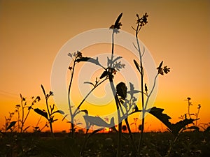 Sunset behind Mustard field with flowers