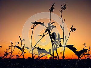 Sunset behind Mustard field with flowers