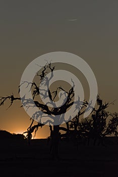 Sunset behind old dead live oak tree