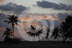 Sunset behind palm trees